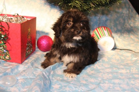 havanese-puppies